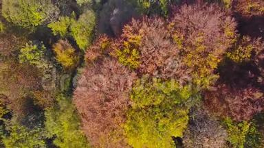 在秋天季节用暖色对树林进行空中探索